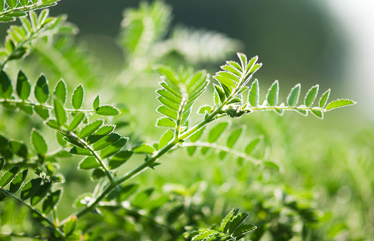 动物和植物基因分型的定制阵列